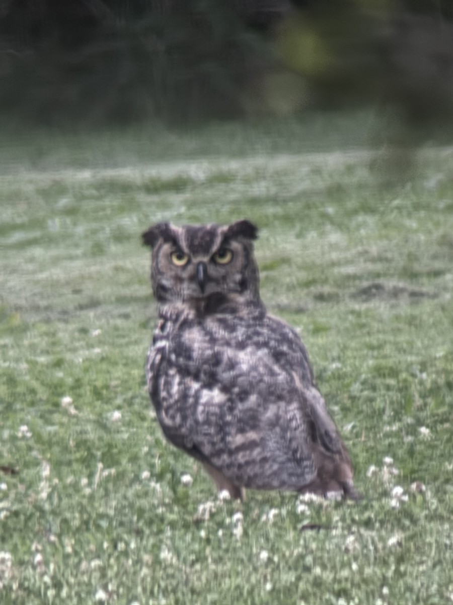 Great Horned Owl - ML620353304