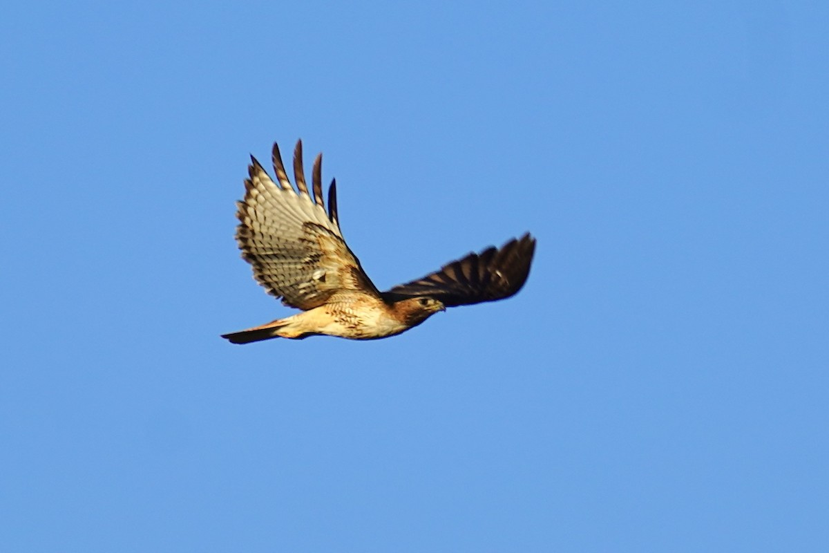 Red-tailed Hawk - ML620353305