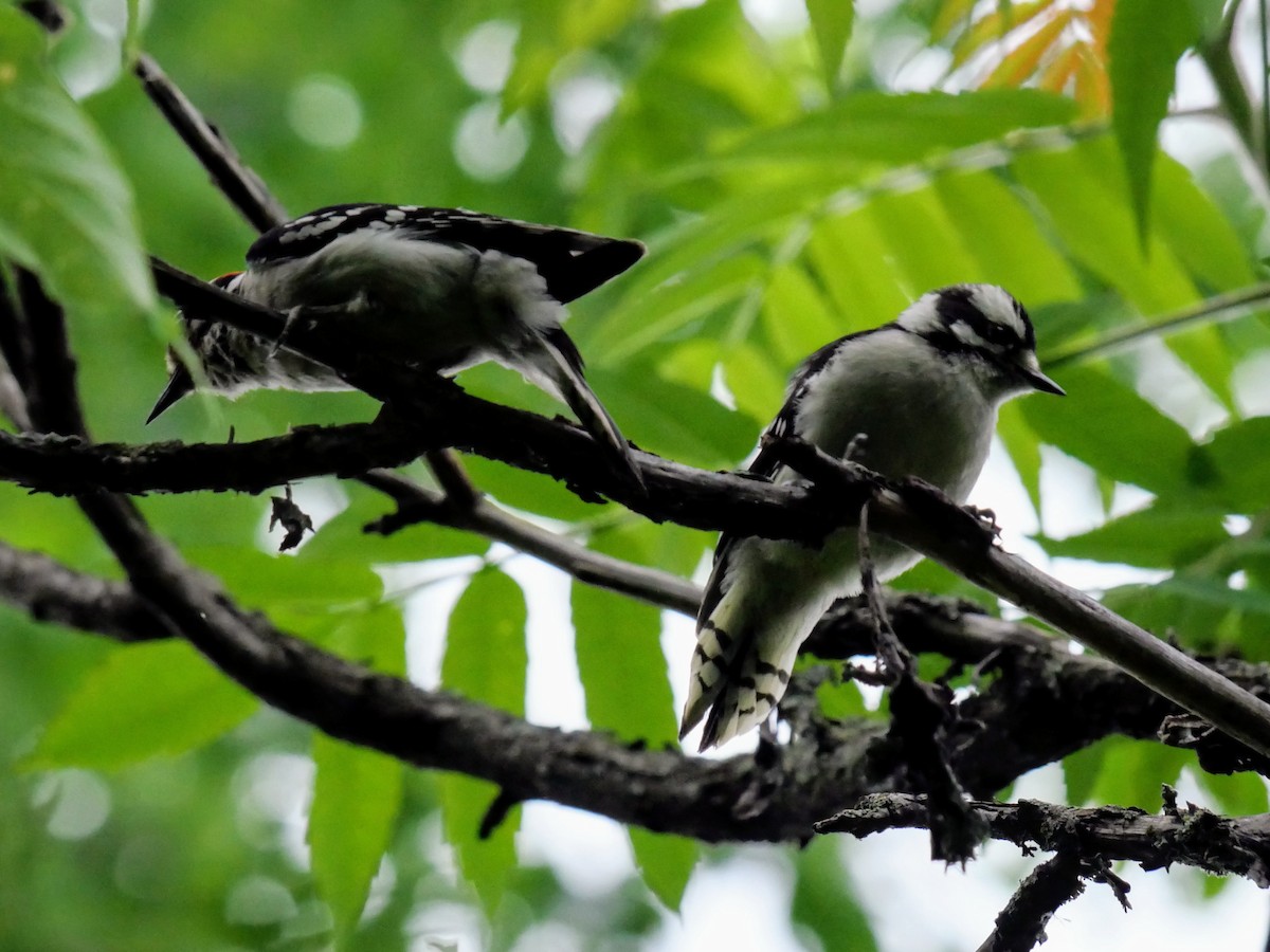 Downy Woodpecker - ML620353307