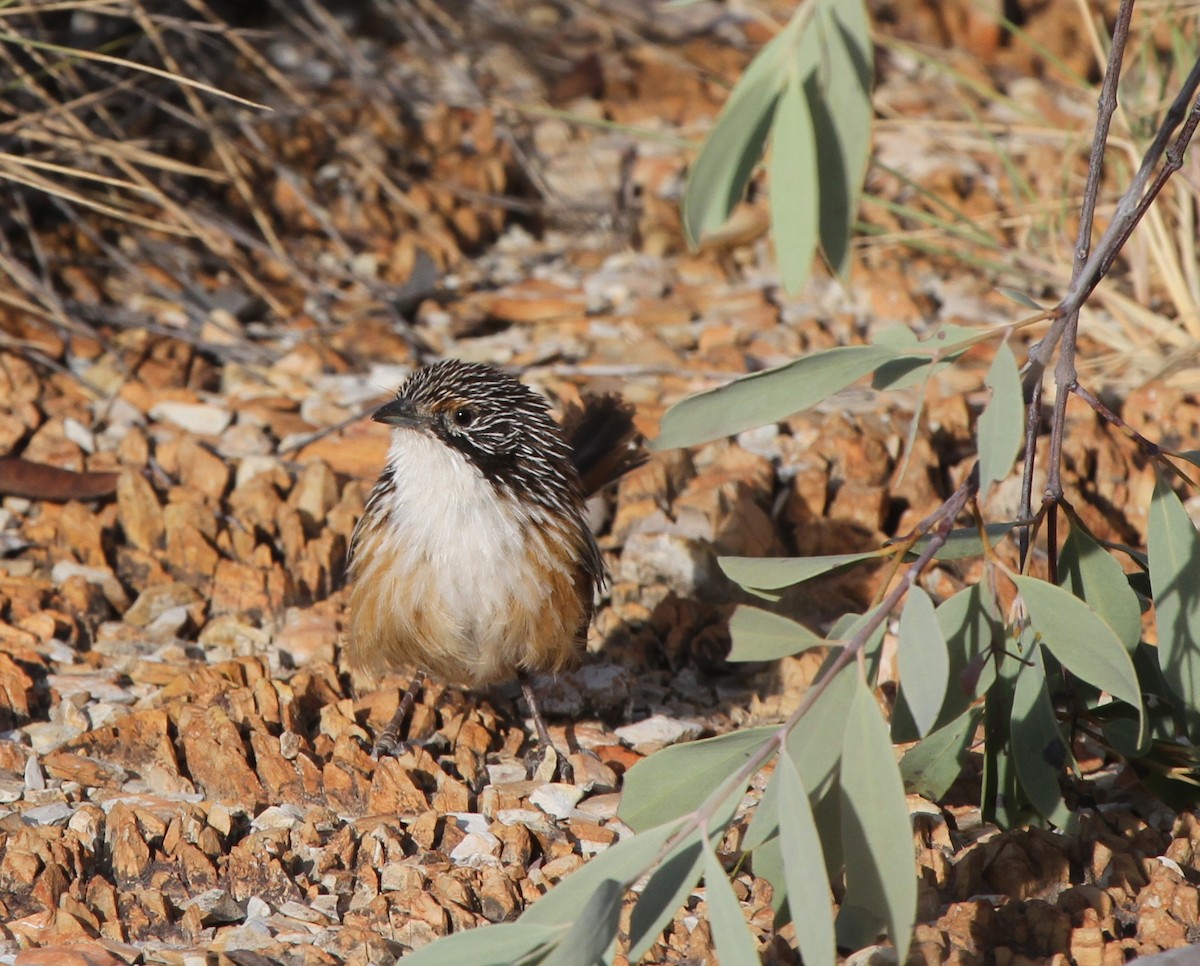 Carpentarian Grasswren - ML62035331