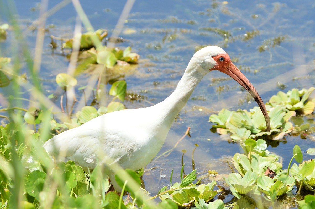 ibis bílý - ML620353322