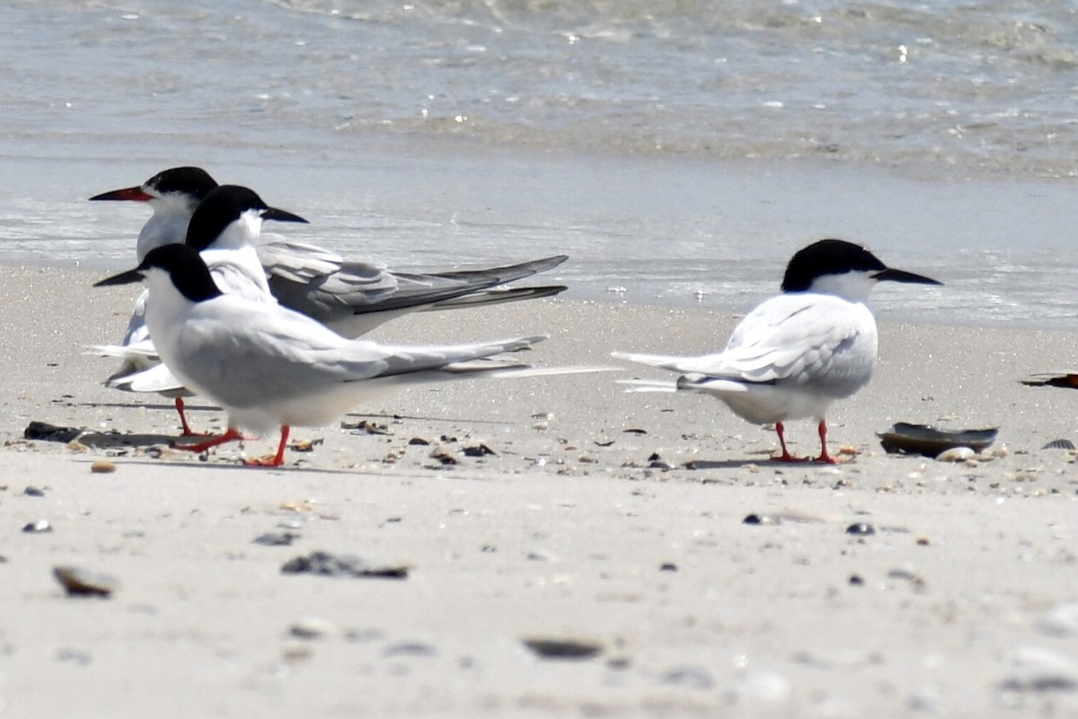 Roseate Tern - ML620353326