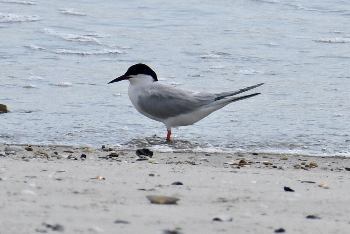 Roseate Tern - ML620353327