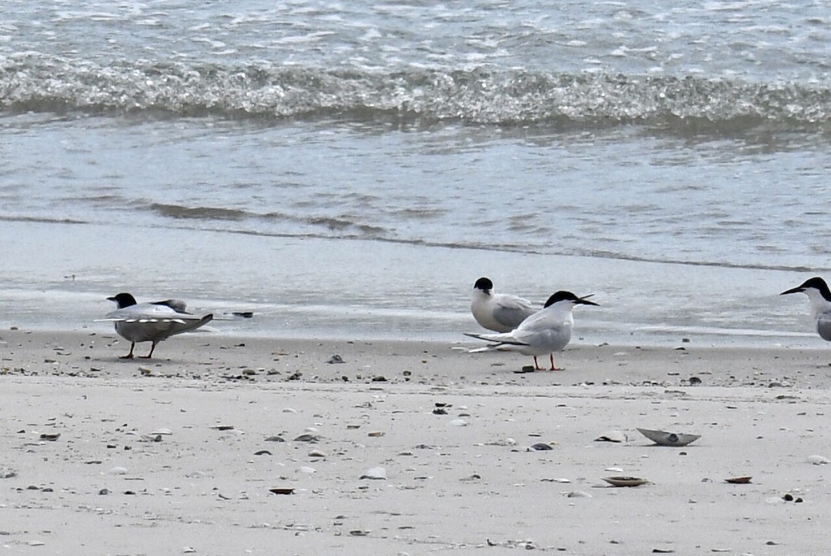 Roseate Tern - ML620353329