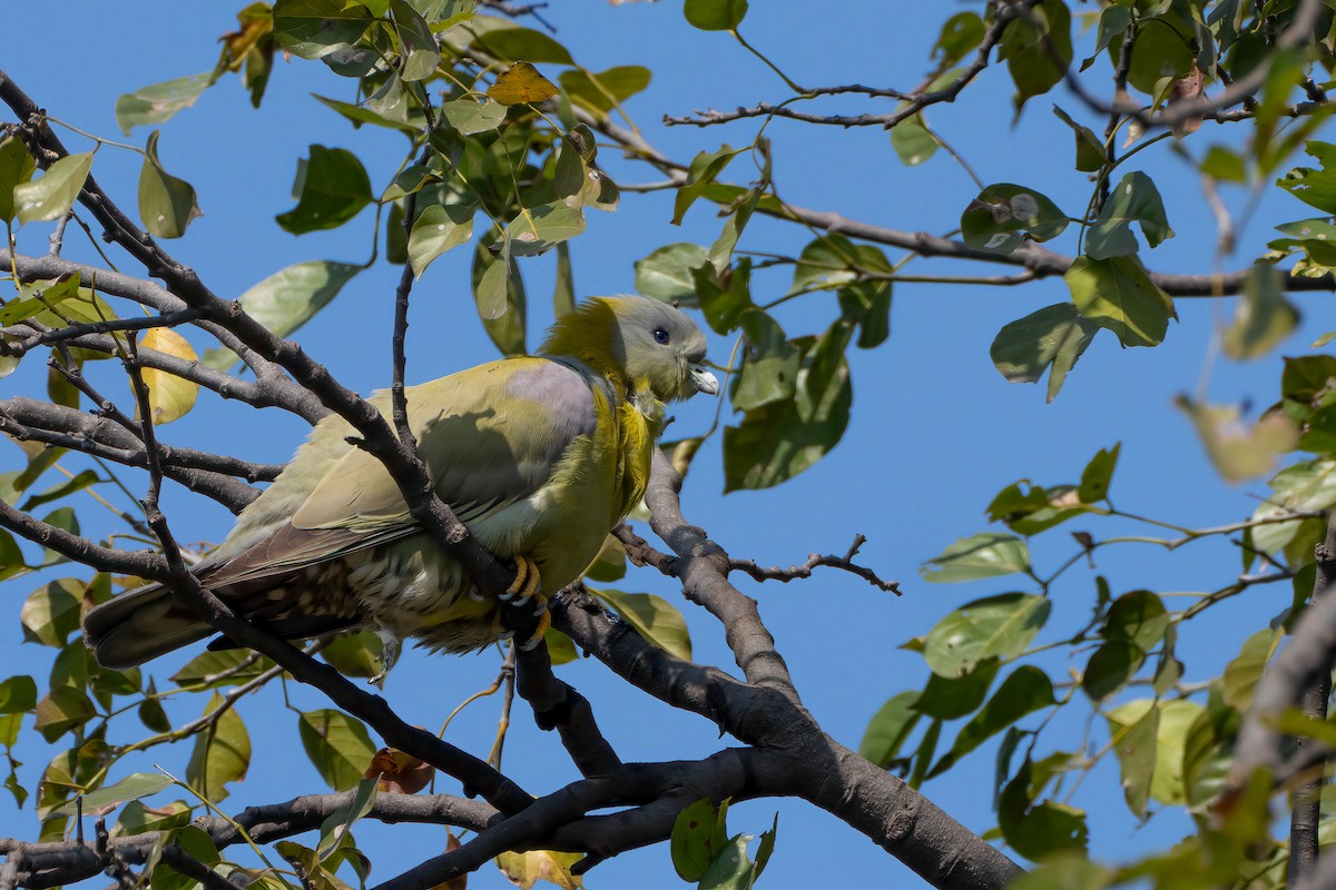 Yellow-footed Green-Pigeon - ML620353333