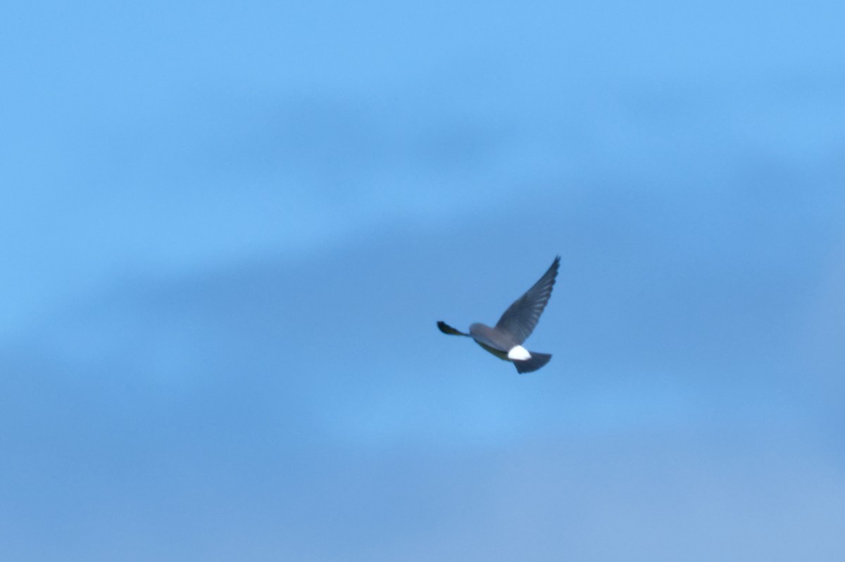 White-breasted Woodswallow - ML620353341