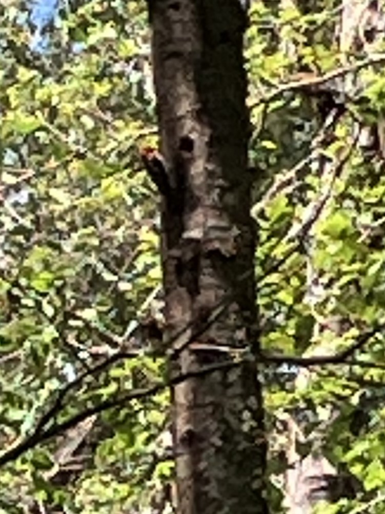 Red-breasted Sapsucker - ML620353363