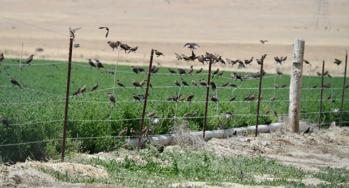 Еполетник каліфорнійський - ML620353366