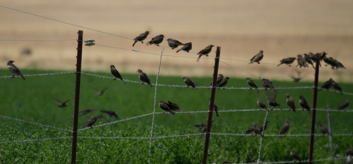 Tricolored Blackbird - ML620353367