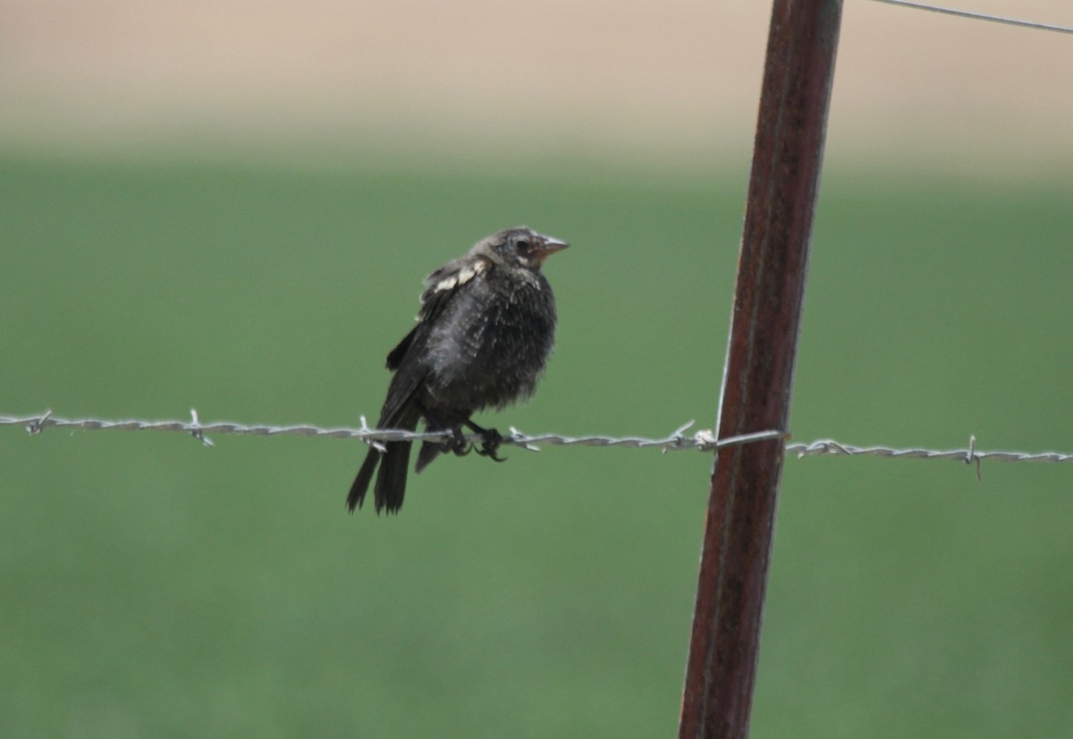 Carouge de Californie - ML620353368