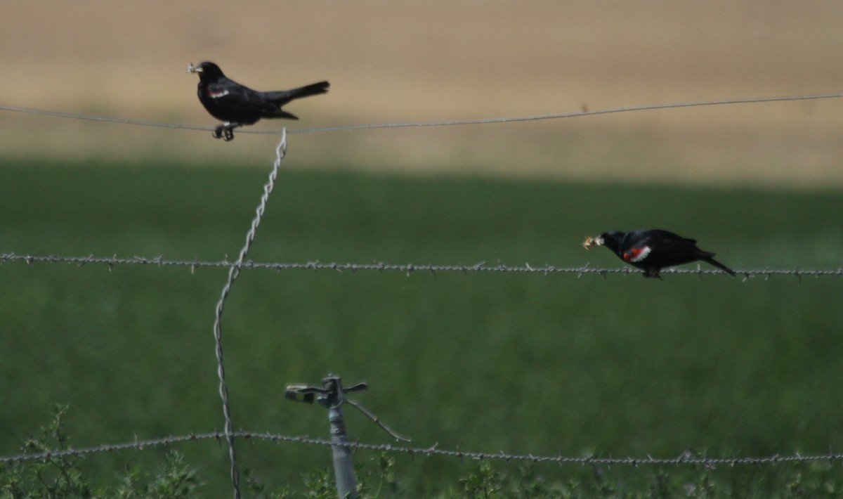 Еполетник каліфорнійський - ML620353369