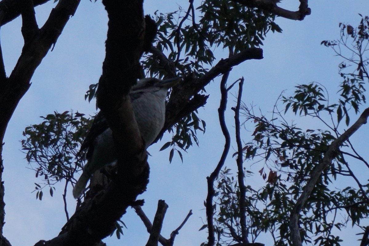 Laughing Kookaburra - ML620353373