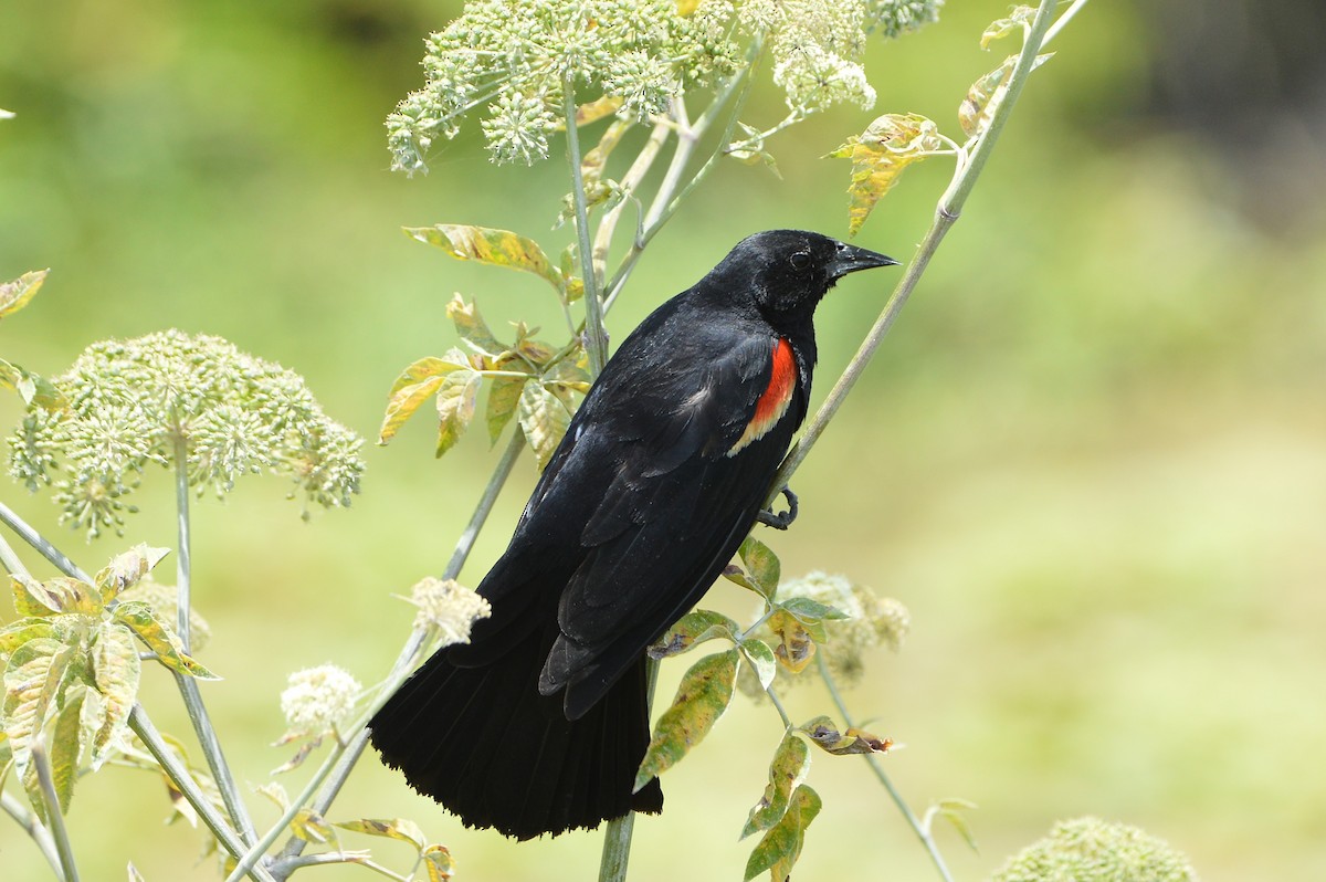 Red-winged Blackbird - ML620353378