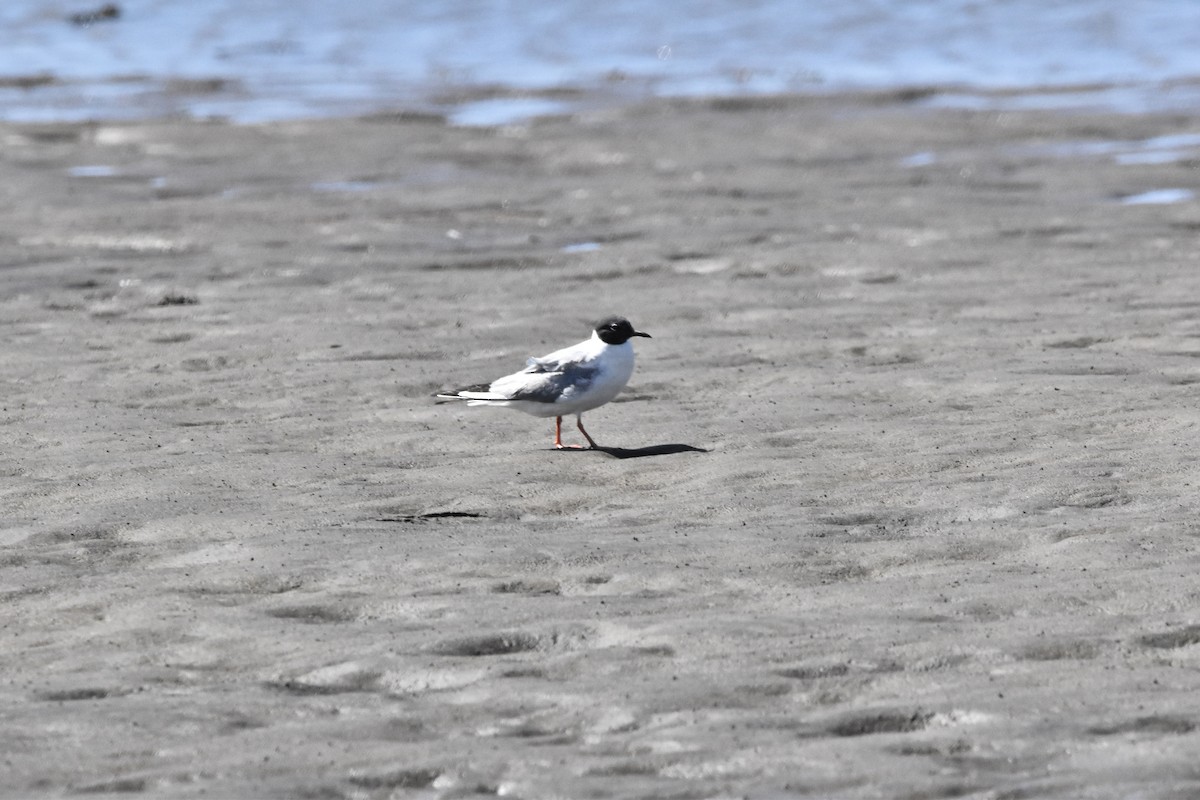 Bonaparte's Gull - ML620353385