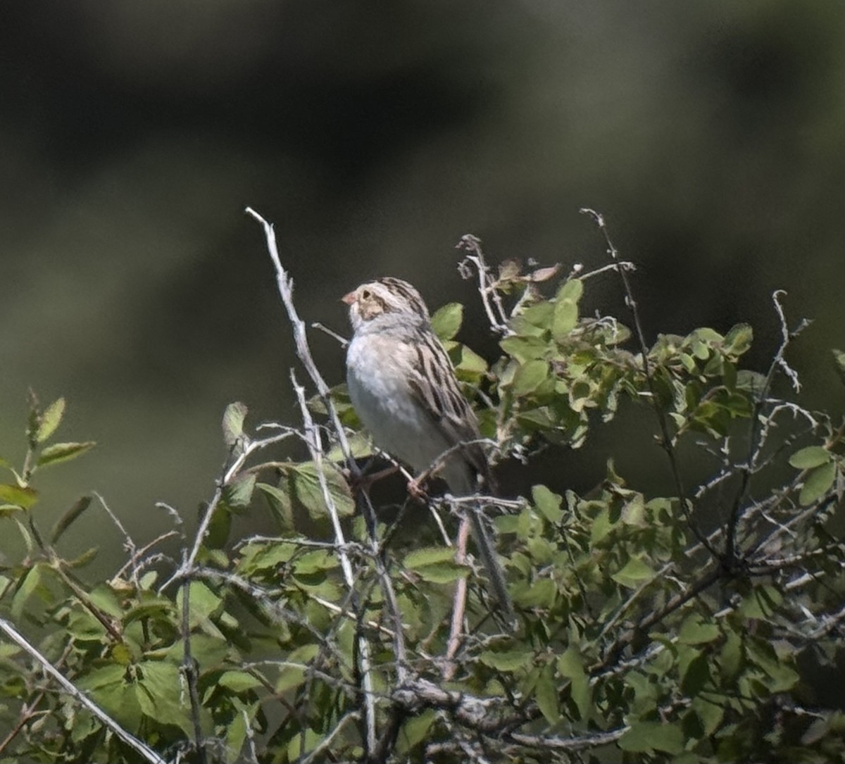 Clay-colored Sparrow - ML620353389