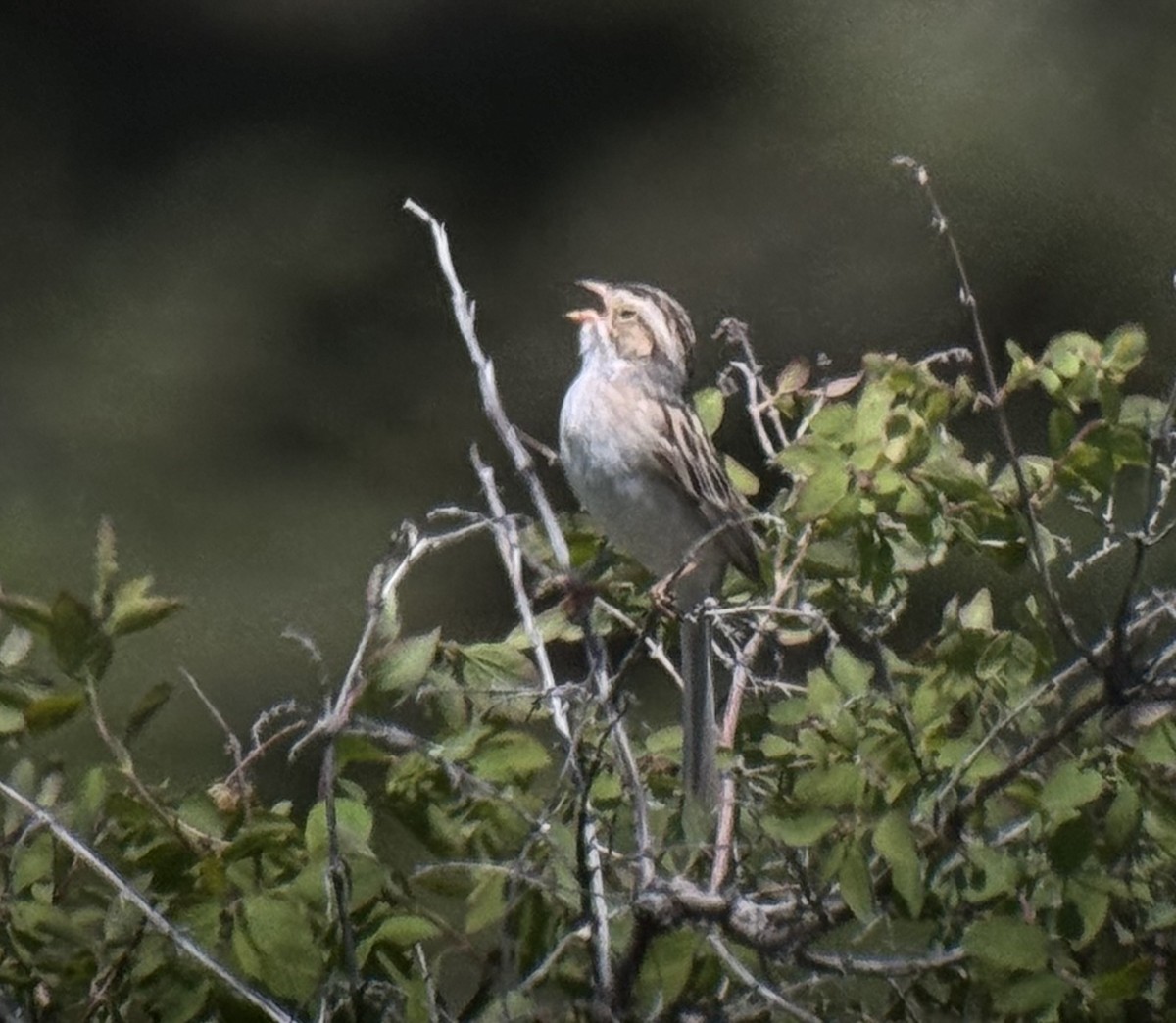 Clay-colored Sparrow - ML620353390