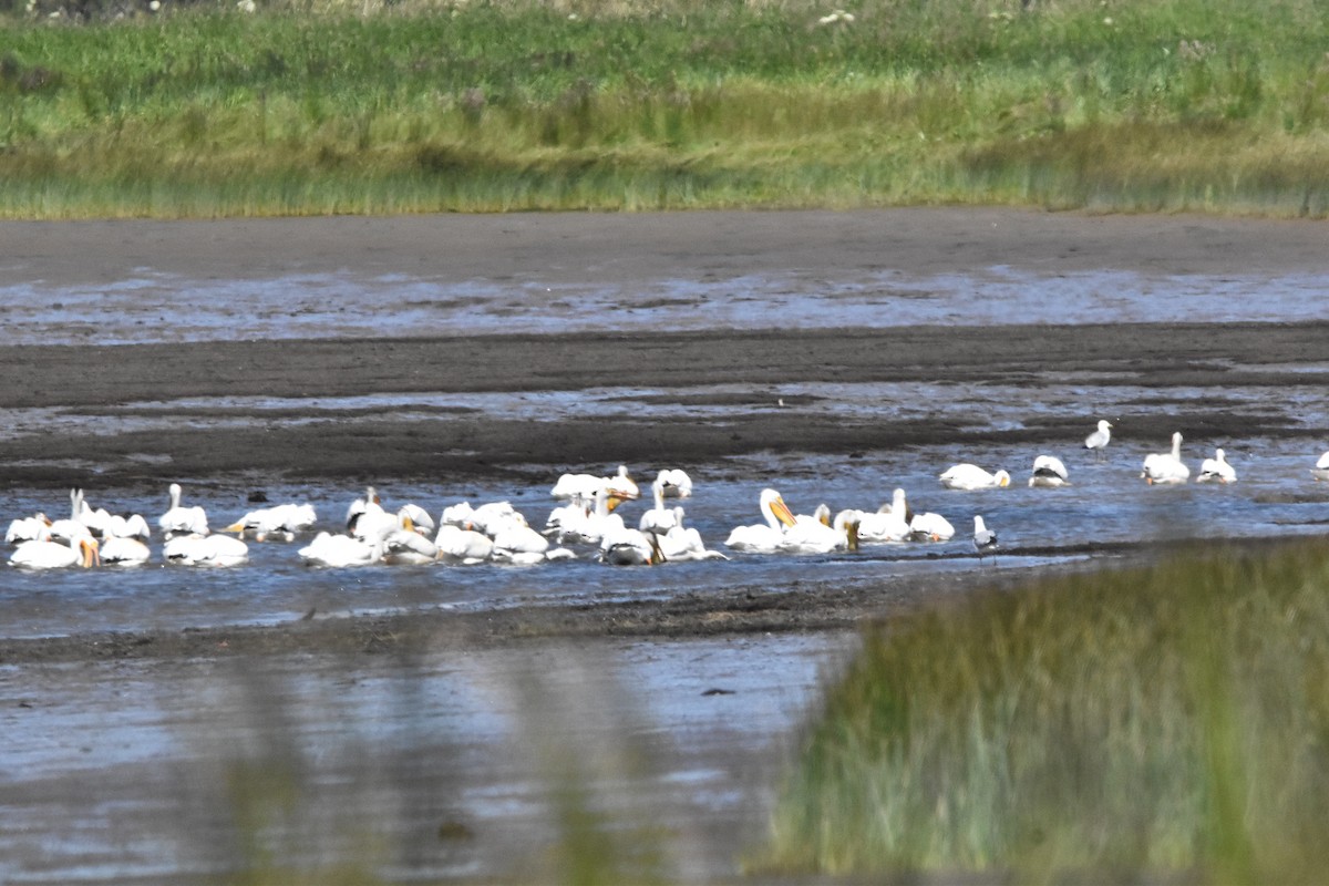 American White Pelican - ML620353391