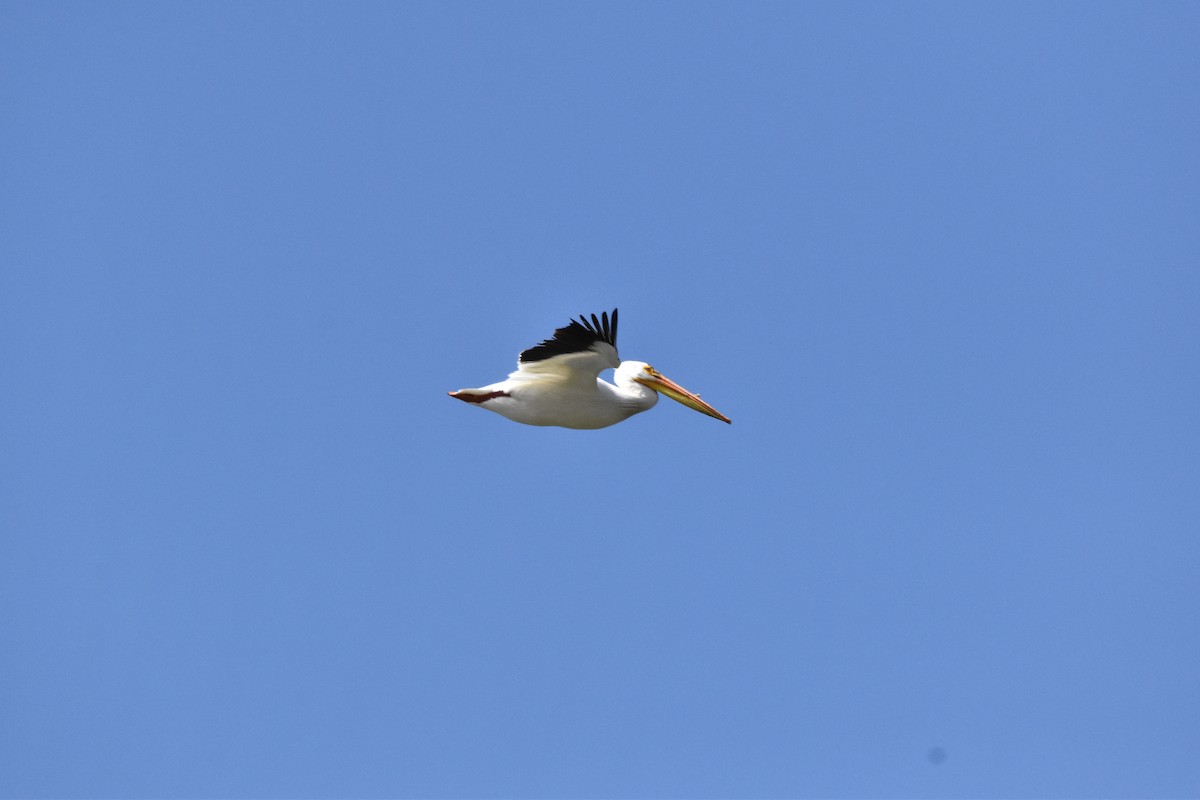 American White Pelican - ML620353394