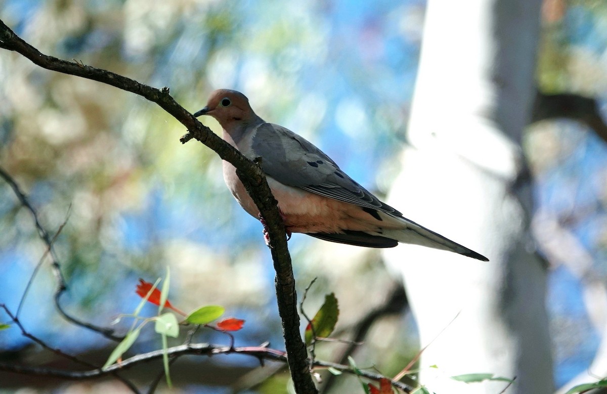 Mourning Dove - ML620353397