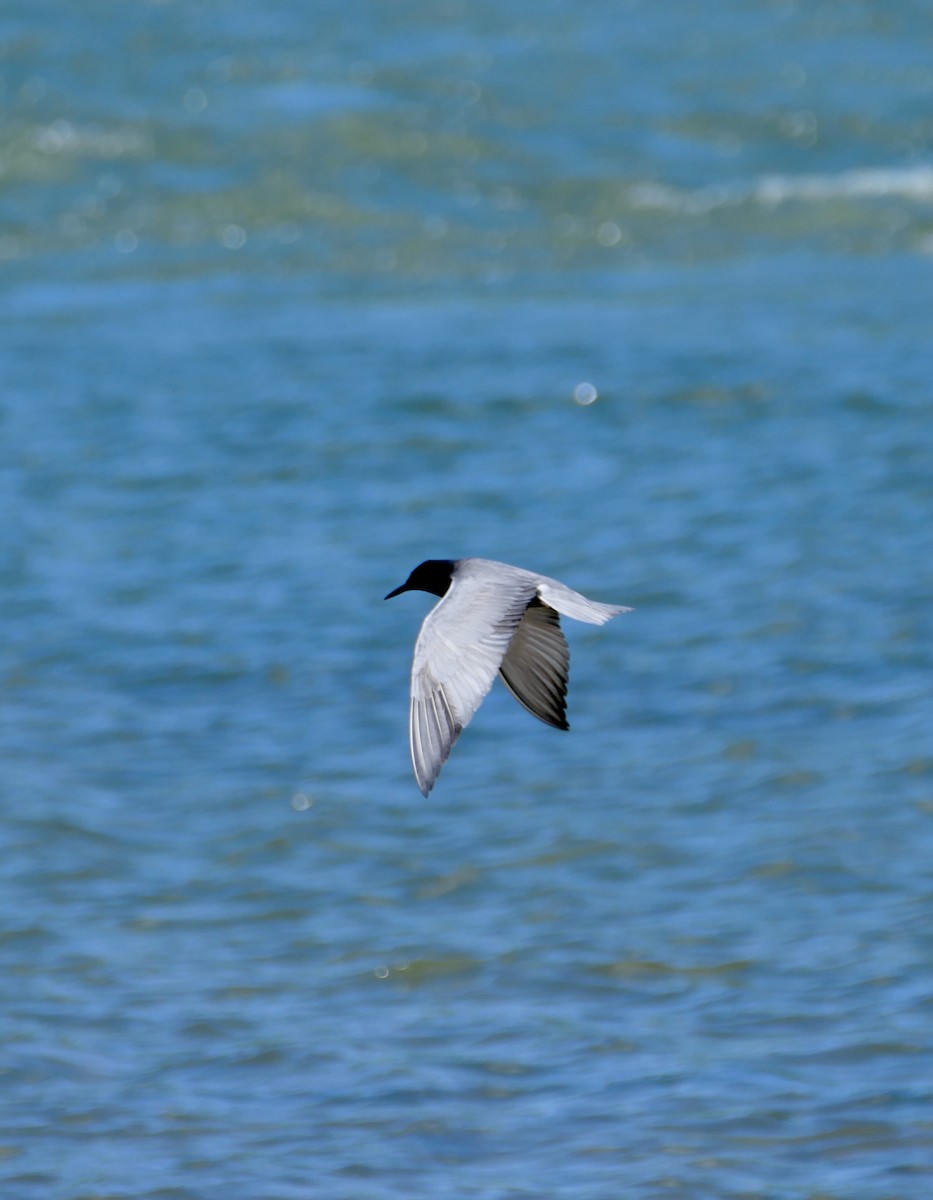 Black Tern - ML620353398