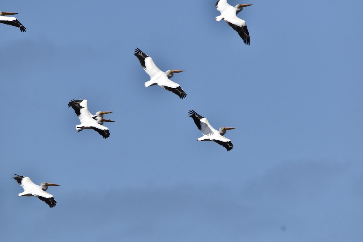 American White Pelican - ML620353399