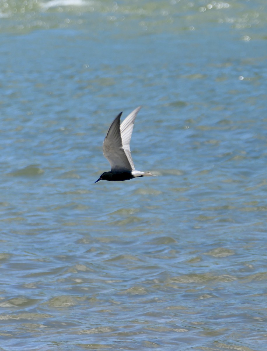 Black Tern - ML620353401