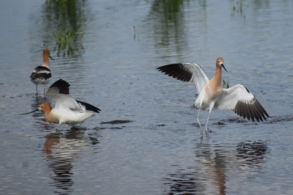 American Avocet - ML620353405