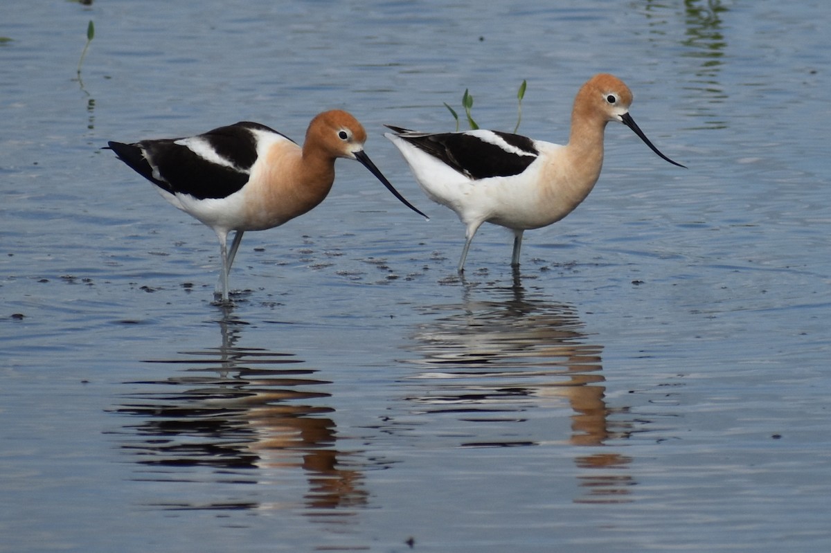 American Avocet - ML620353408