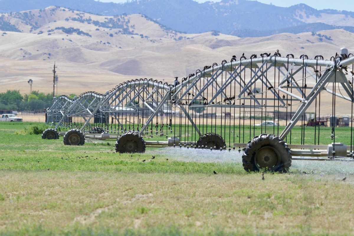 Carouge de Californie - ML620353422