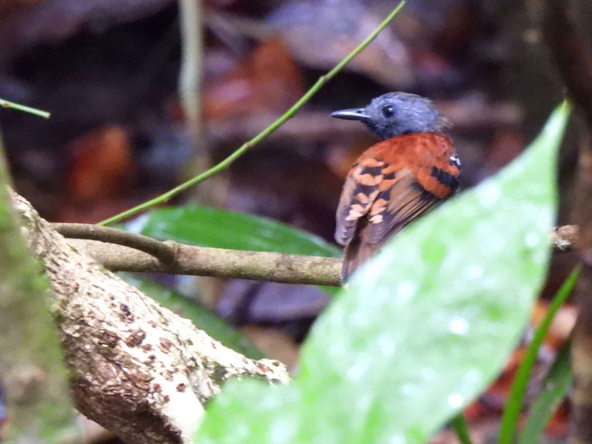 Spotted Antbird - ML620353423