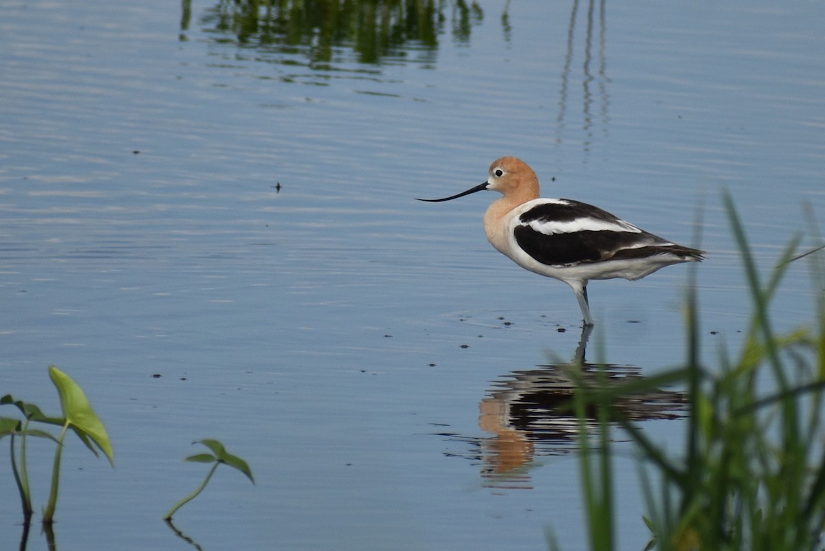 American Avocet - ML620353424