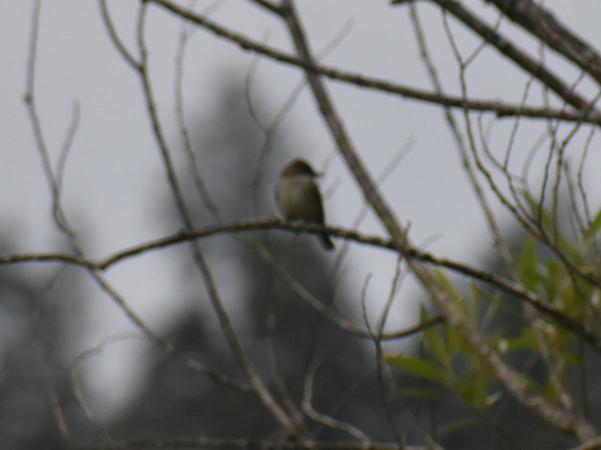 Willow Flycatcher - ML620353426