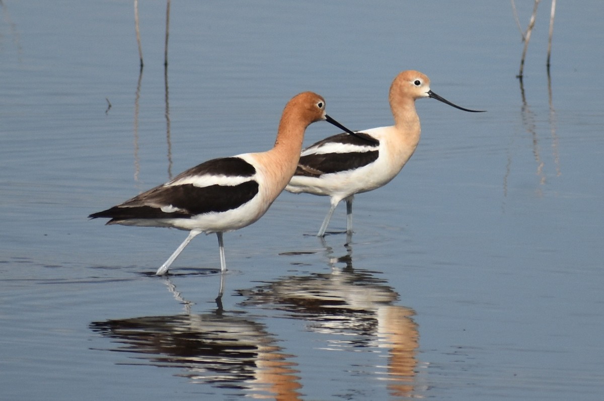 American Avocet - ML620353429