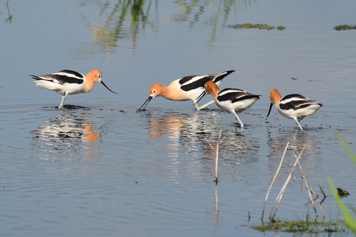 American Avocet - ML620353431