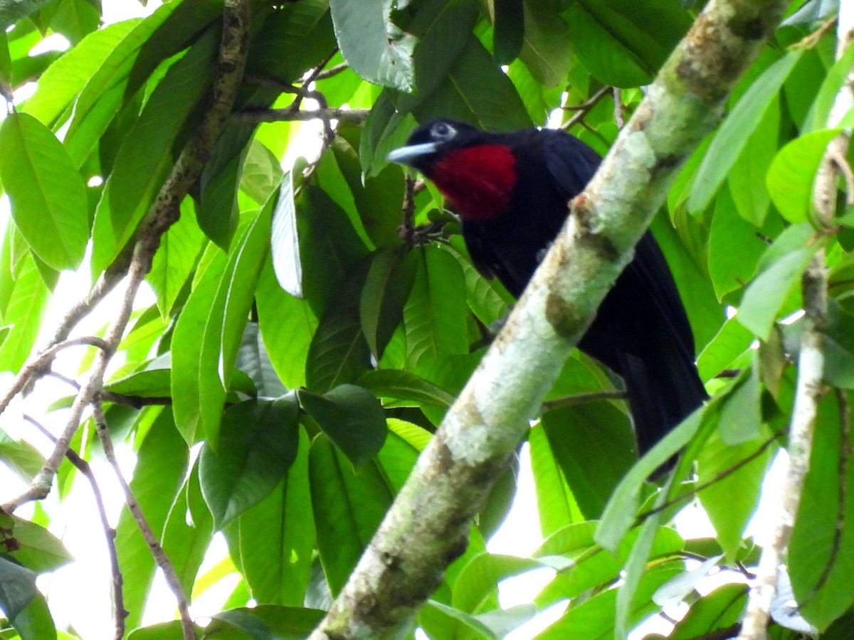 Purple-throated Fruitcrow - ML620353432