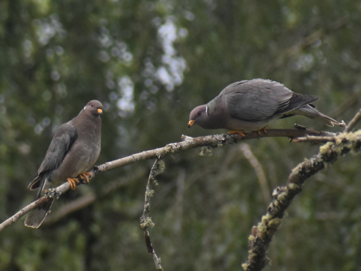 Band-tailed Pigeon - ML620353434