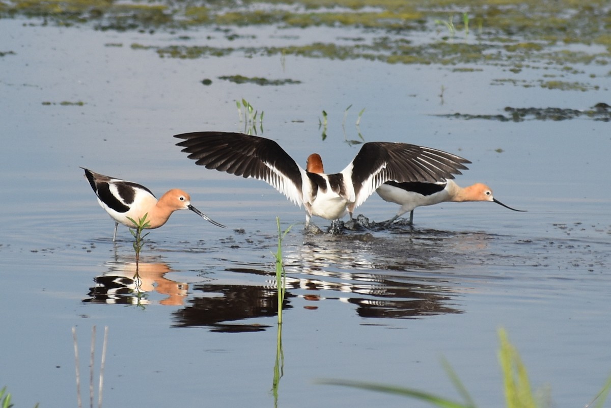 American Avocet - ML620353437