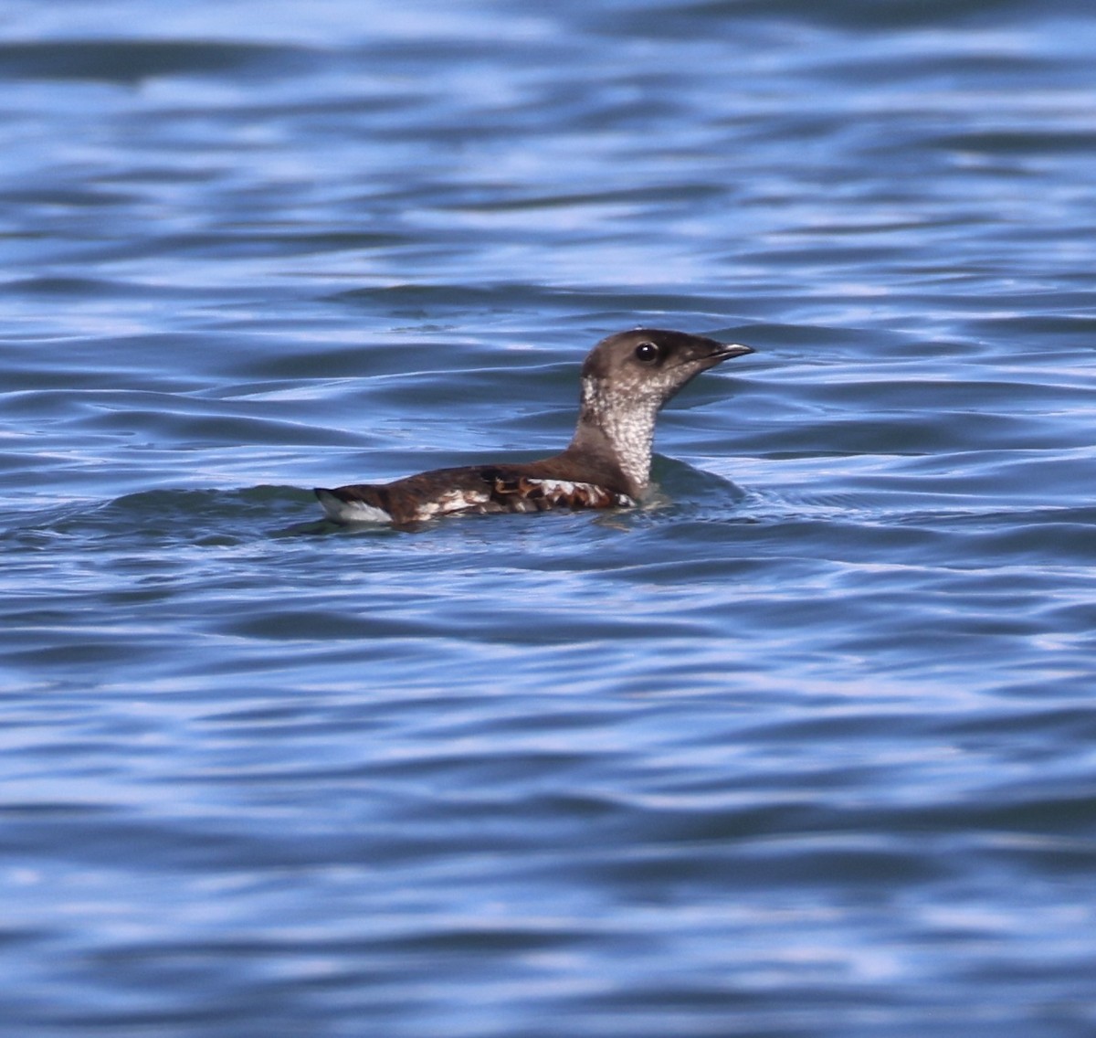 Guillemot marbré - ML620353438