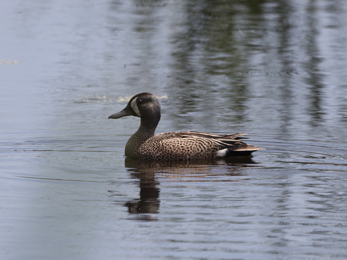 Blue-winged Teal - ML620353442