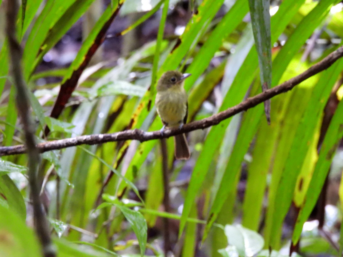 Western Olivaceous Flatbill - ML620353443