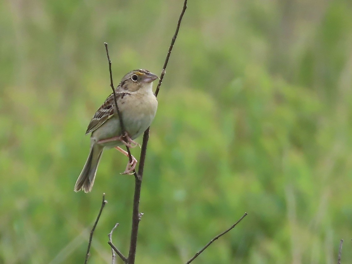 Grasshopper Sparrow - ML620353448