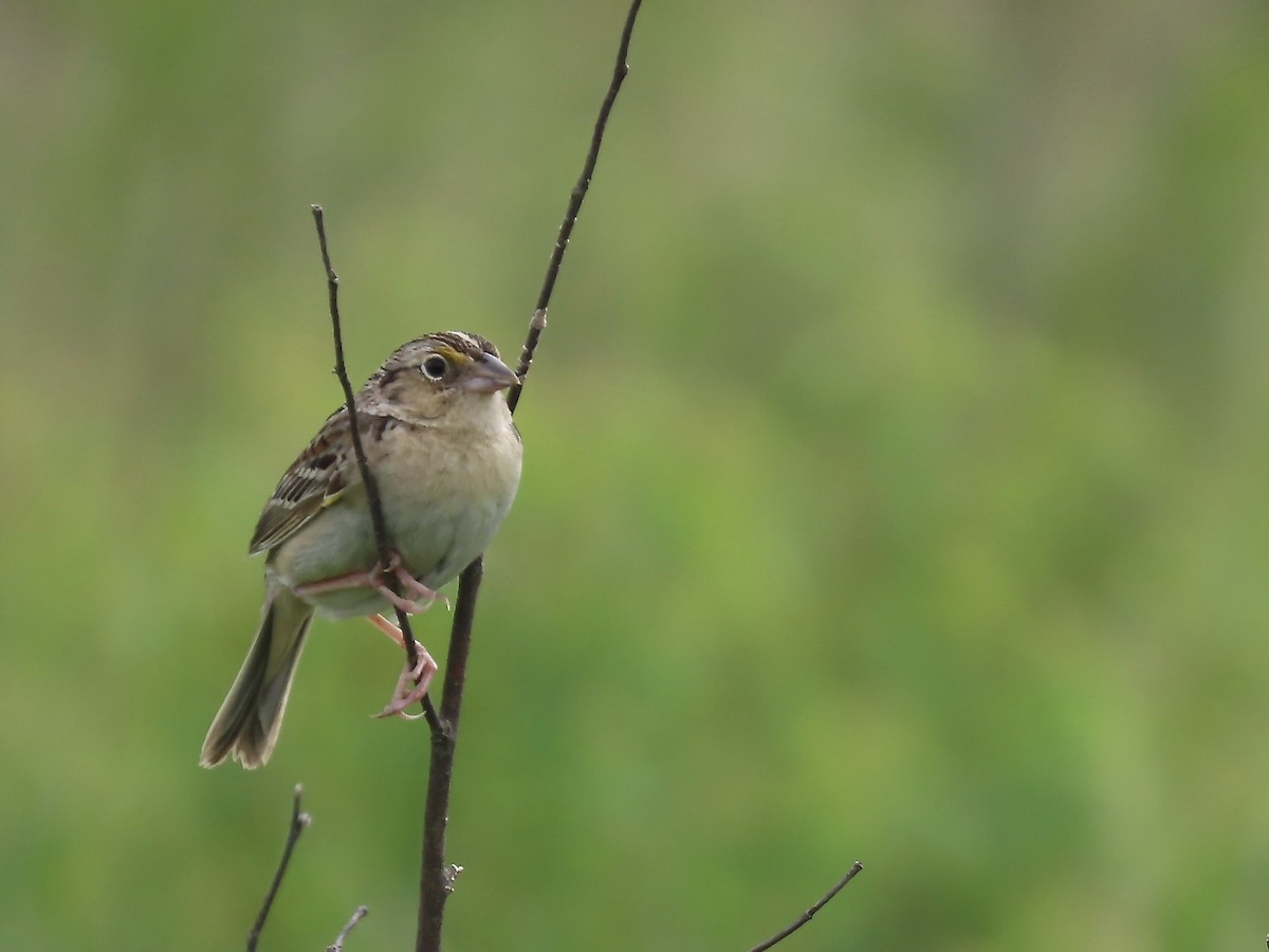 Grasshopper Sparrow - ML620353449