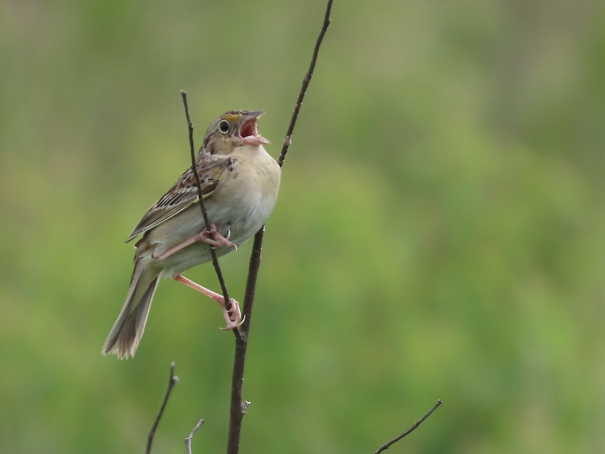 Grasshopper Sparrow - ML620353451
