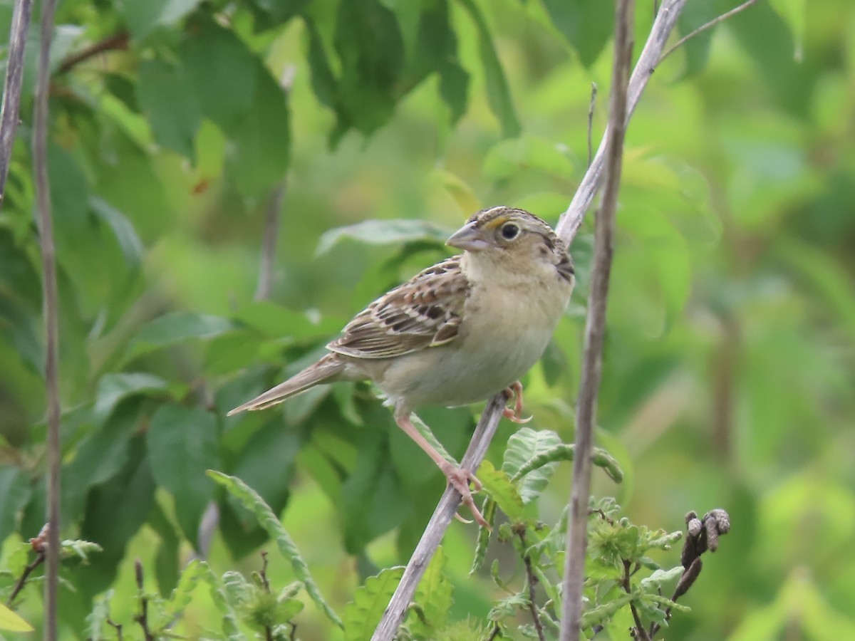Grasshopper Sparrow - ML620353453
