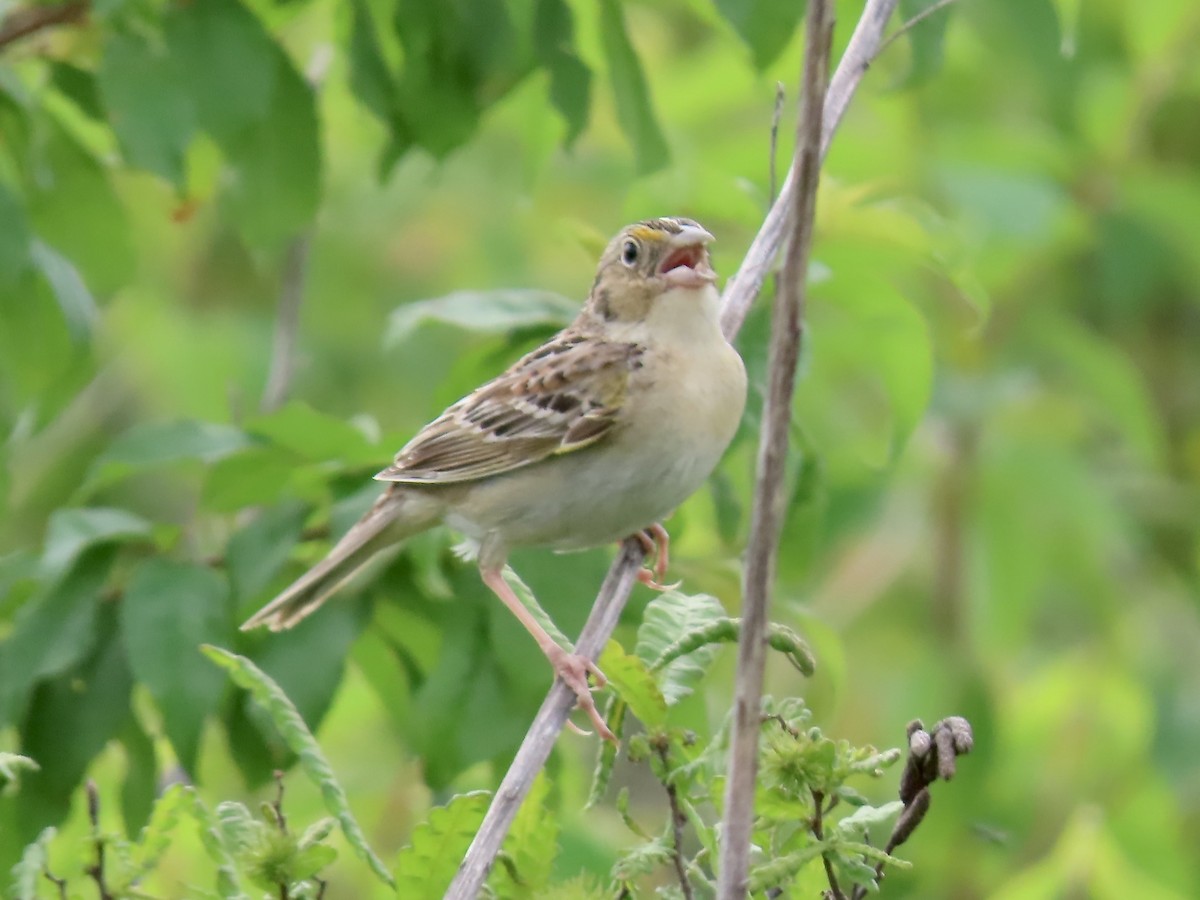 Grasshopper Sparrow - ML620353454
