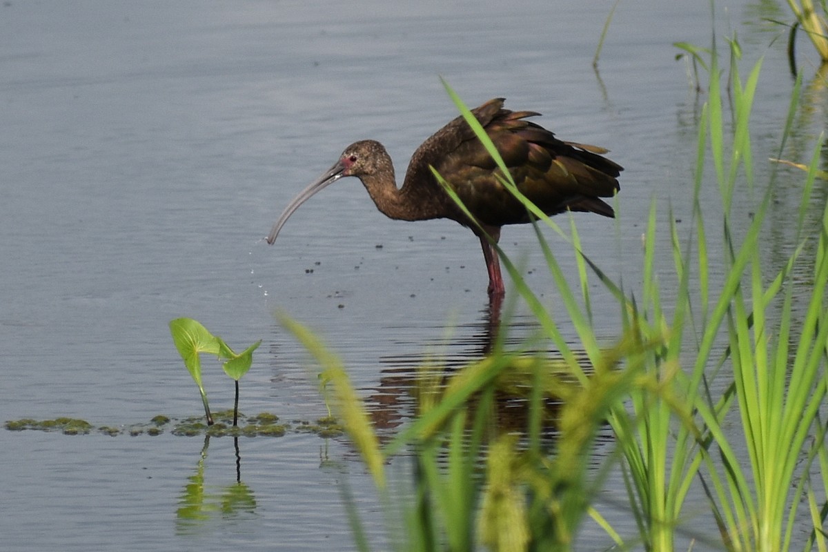 White-faced Ibis - Claire H