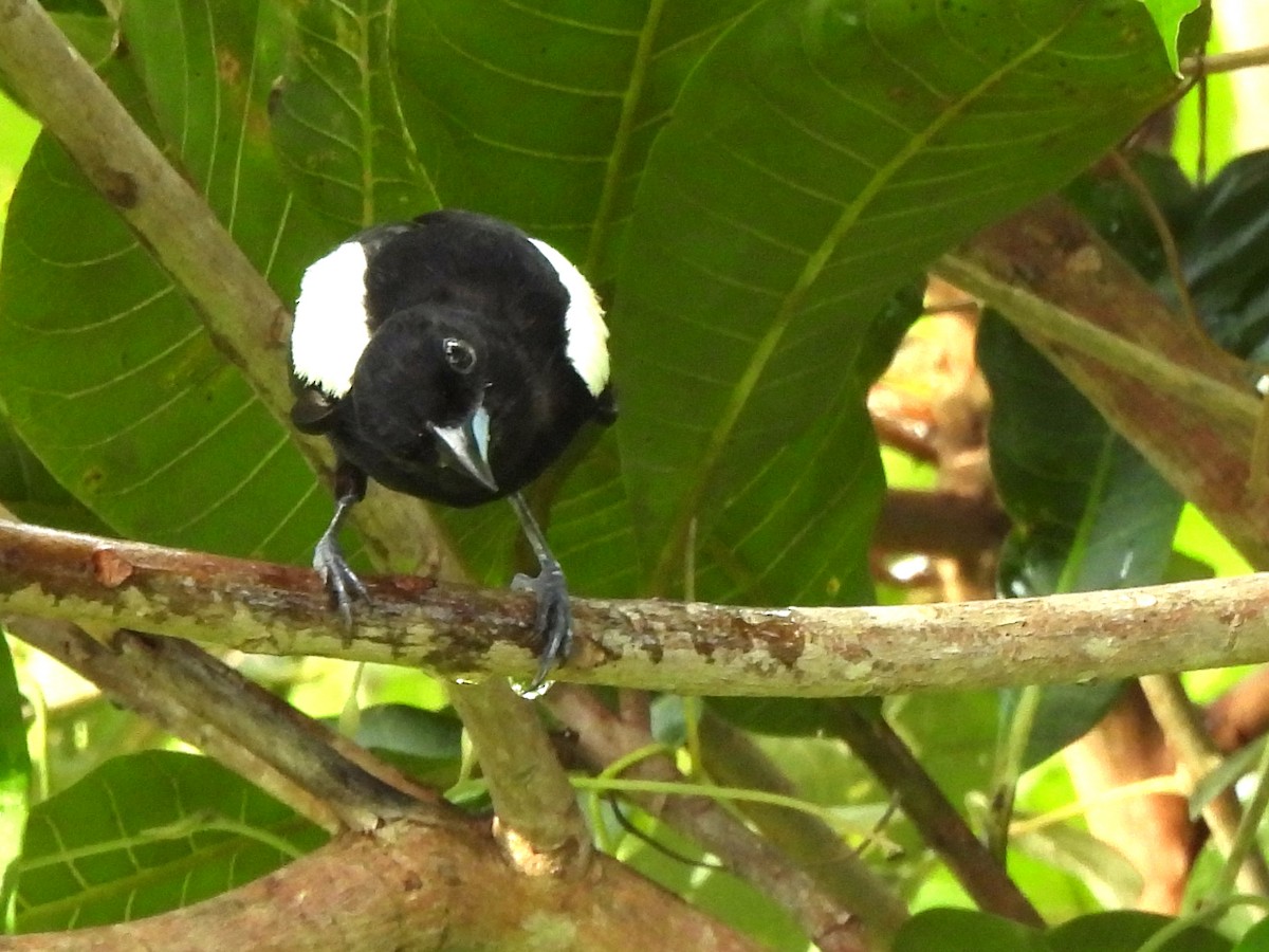 White-shouldered Tanager - ML620353460