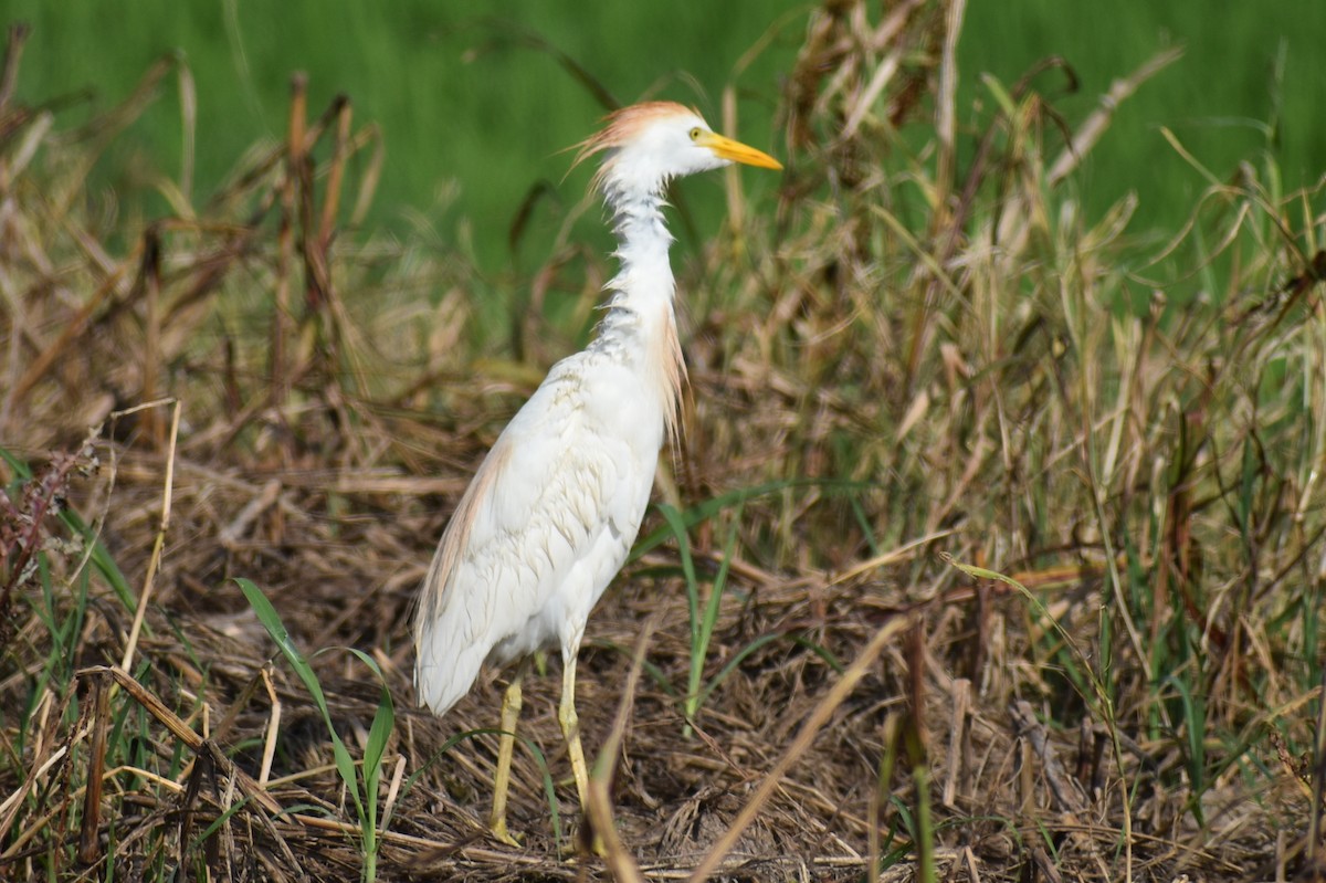 Western Cattle Egret - ML620353461