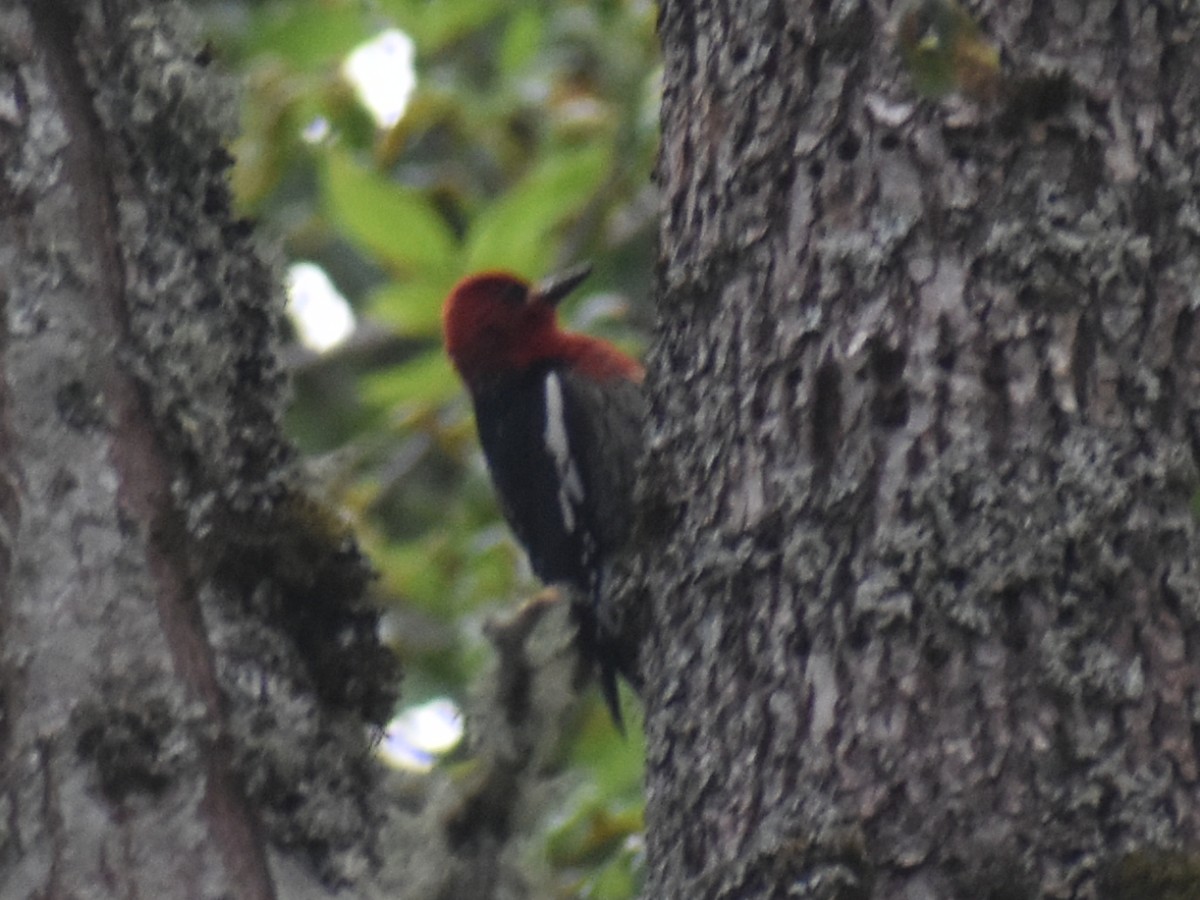 Red-breasted Sapsucker - ML620353462