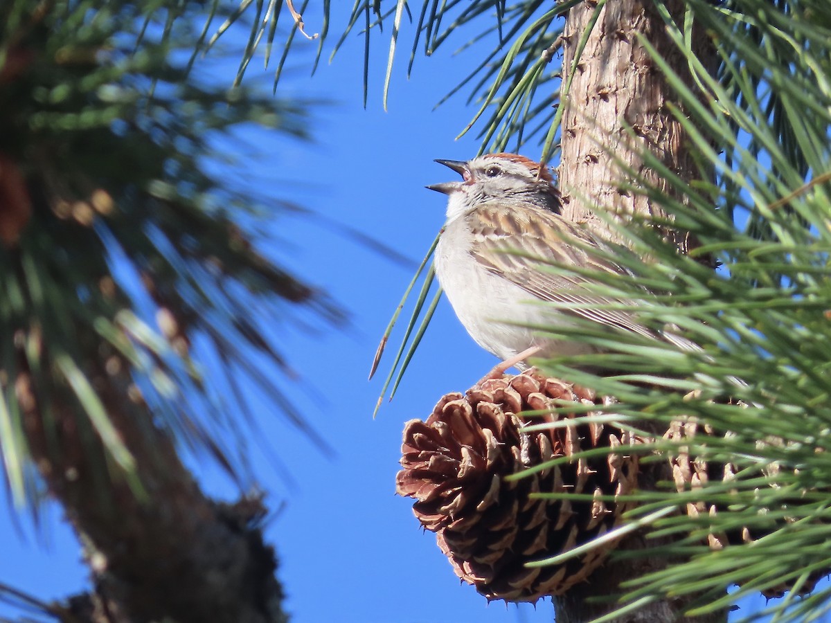 Chipping Sparrow - ML620353463